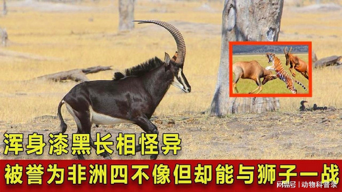 今期四不像图今晚,今期四不像图，一场视觉盛宴的呈现与解读