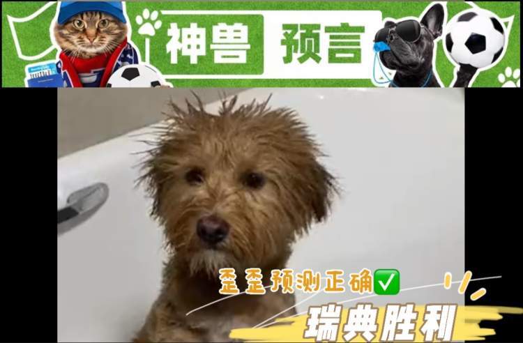2025今晚必中四不像图136期,探索未知，关于四不像图与彩票的奥秘——以今晚可能出现的四不像图为例